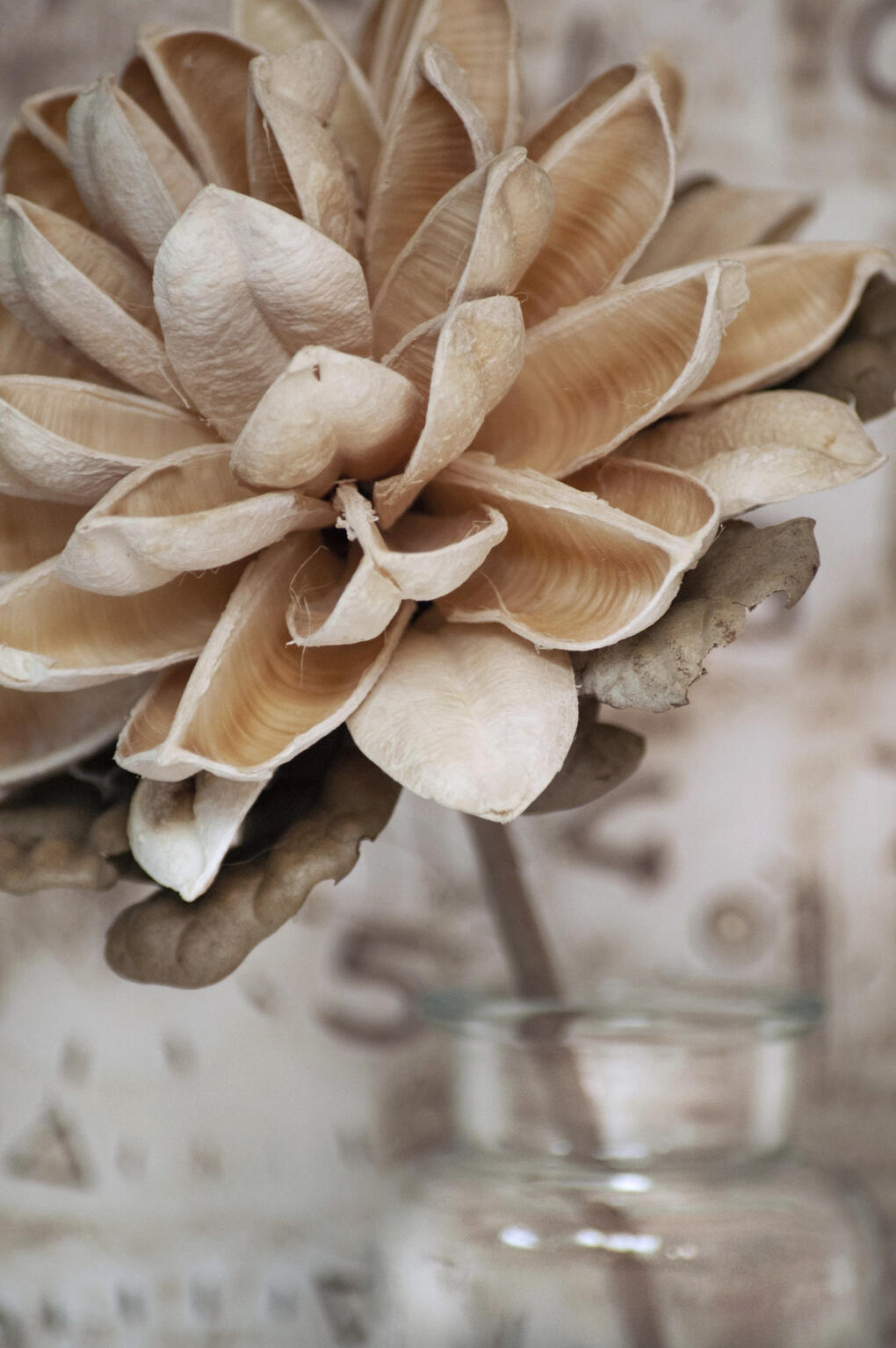 Club 887 Club 887 Flower Image