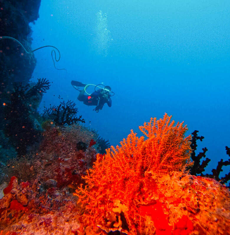 Cambaya Beach Resort Diving Cambaya Beach Resort Diving