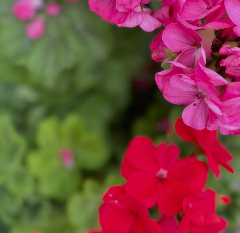 Cambaya Beach Resort Flower Garden Cambaya Beach Resort Flower Garden